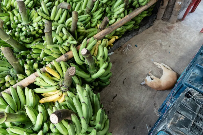 The Fungus That Ate America's Favorite Banana — And Replaced It With One Nobody Asked For